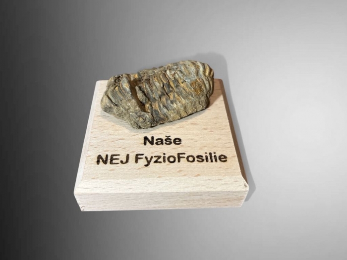Dárky z pravěku, Trilobit