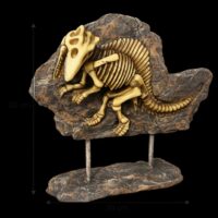 Kostra model dinosaura Velociraptora dekorace 20 cm